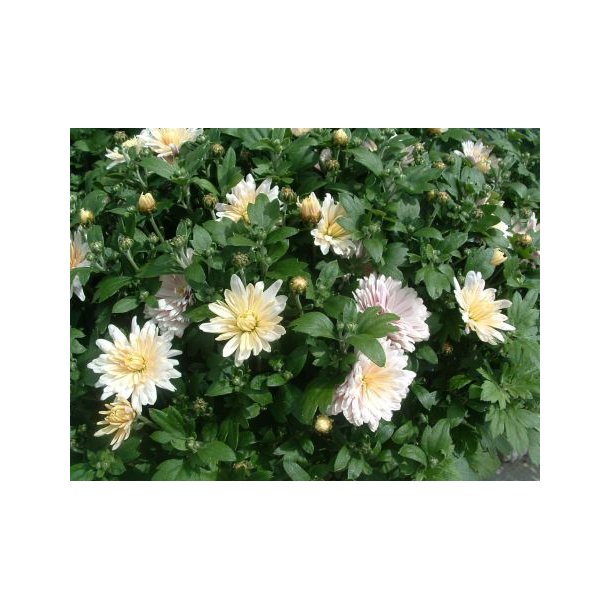 Chrysanthemum indicum hybrid (Hvid)