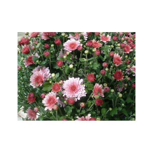 Chrysanthemum indicum hybrid (Rosa)