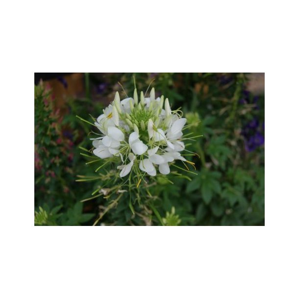 Cleome spinosa (Hvid)
