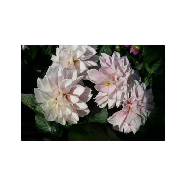 Dahlia hybrid (Sart Rosa til Hvid)
