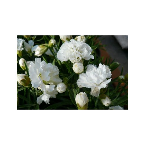 Dianthus (Hvid)