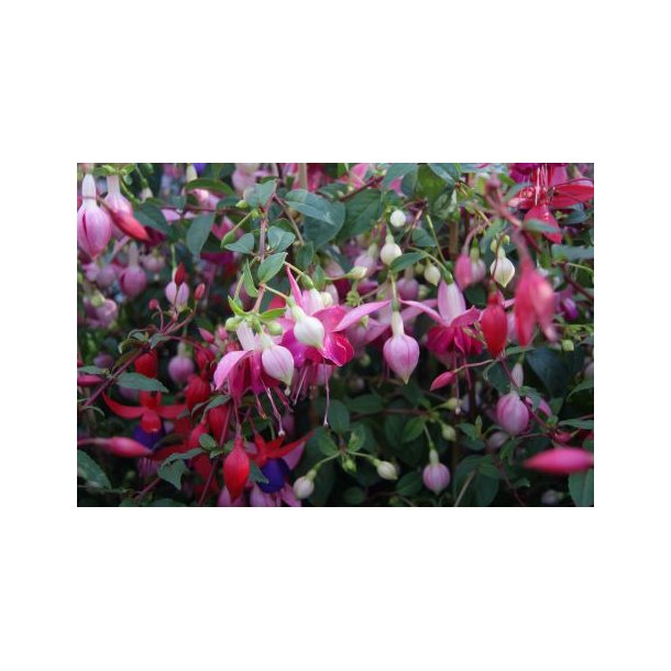 Fuchsia (Tofarvet, Bl og Rd)