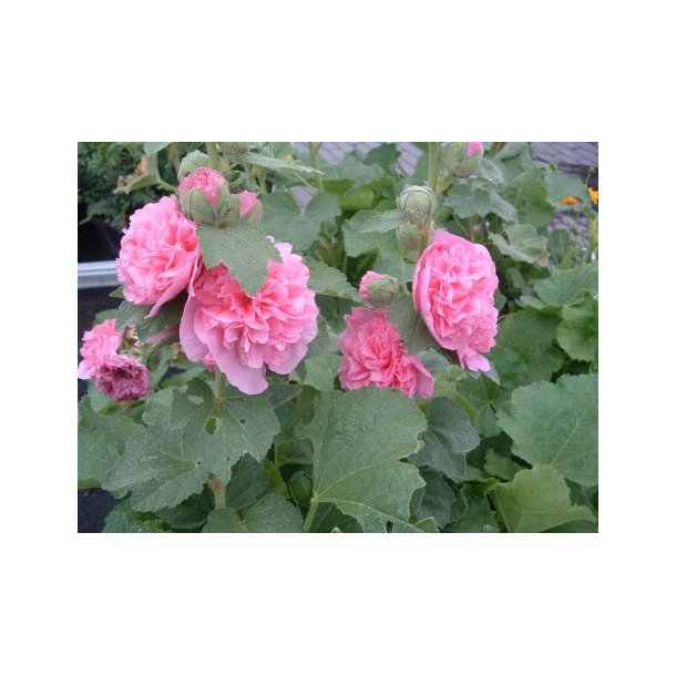 Alcea rosea 'Pleniflora' rosa
