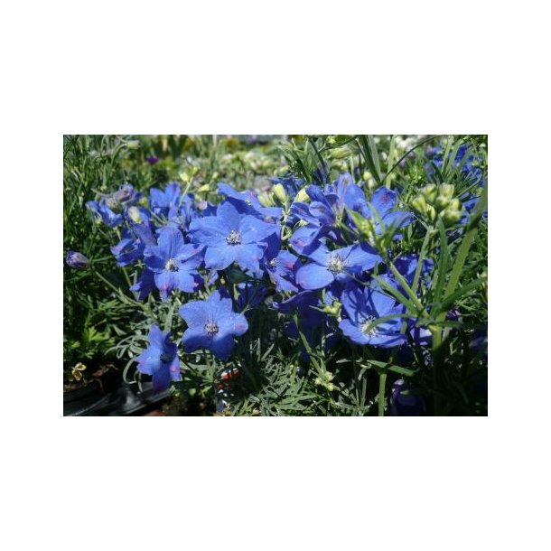 Delphinium grandiflorum 'Blauer Zwerg'