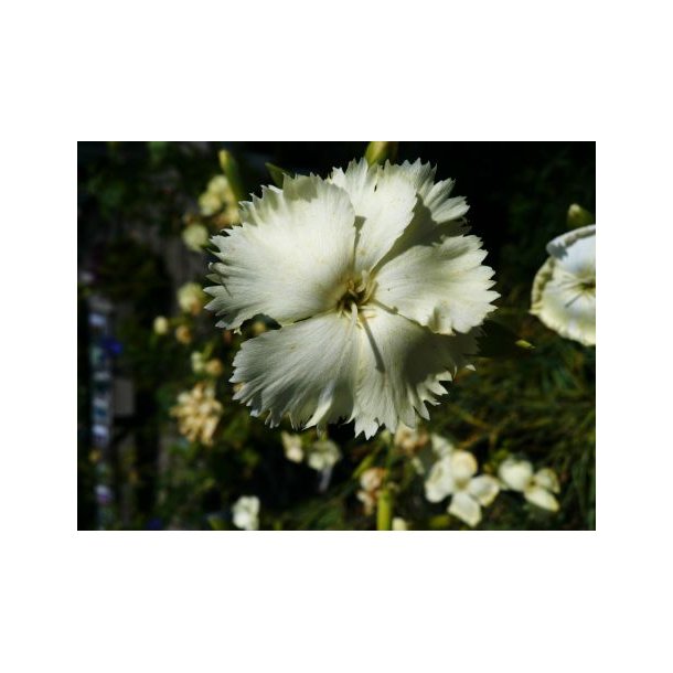Dianthus caryophyllus, gul