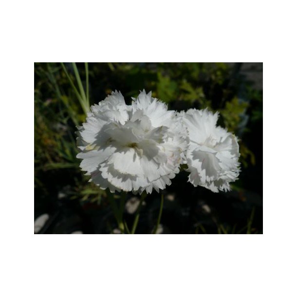 Dianthus caryophyllus, hvide