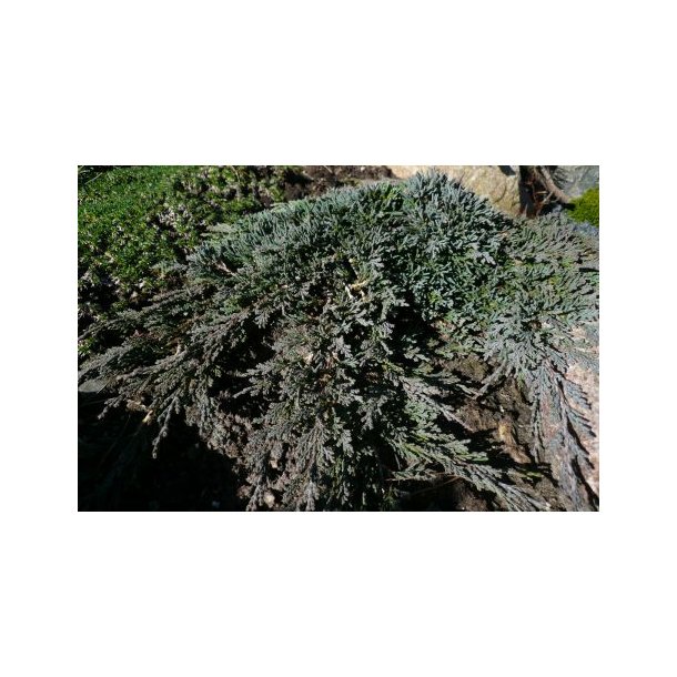 Juniperus hor 'Ice Blue'