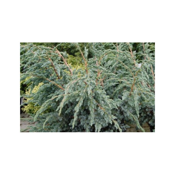 Juniperus squ 'Meyeri'