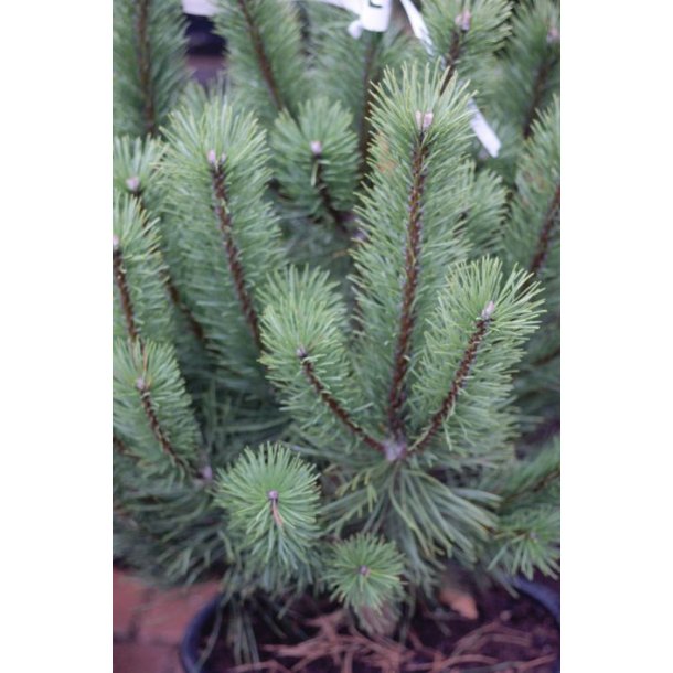 Pinus uncinata (Rostrata)