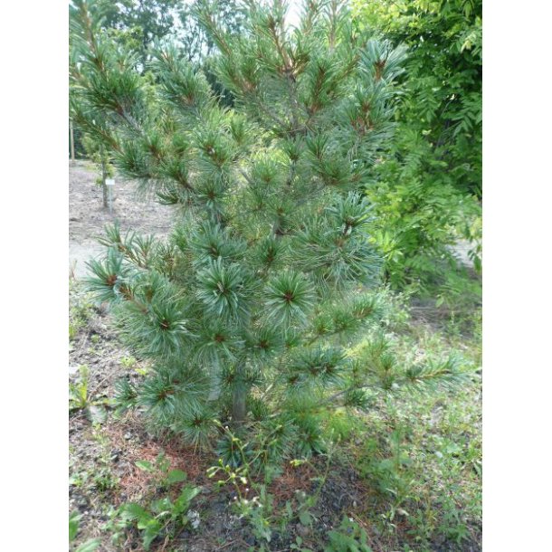 Pinus paviflora 'Blauer Engel'