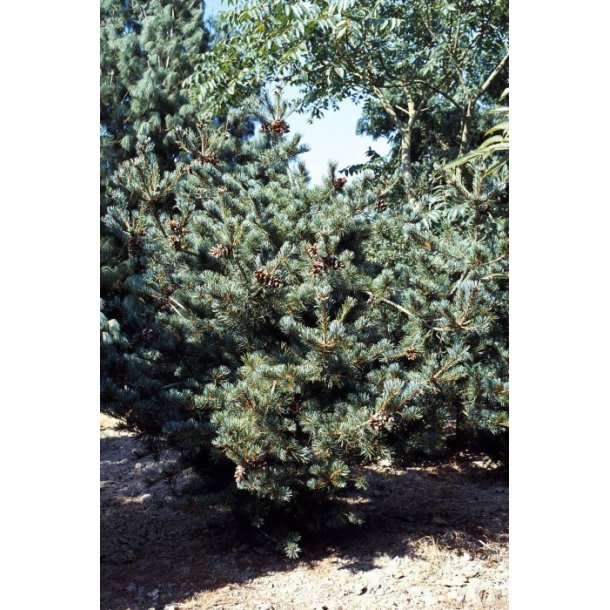Pinus parviflora 'Nigishii'