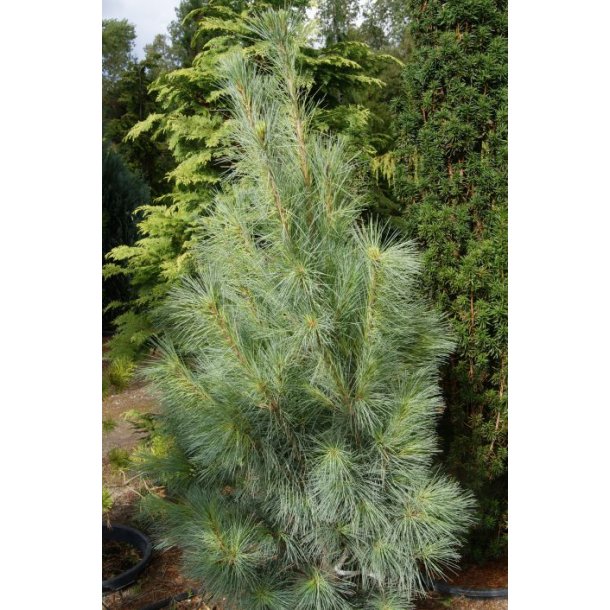 Pinus wallichiana 'Densa Hill'