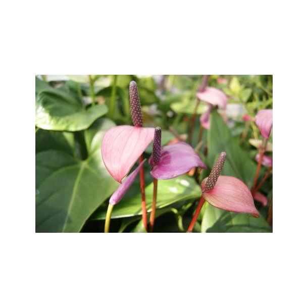 Anthurium (Lilla, sart rosa)