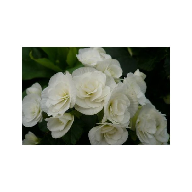 Begonia (Hvid)