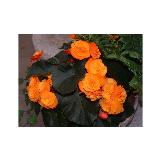 Begonia (Orange)