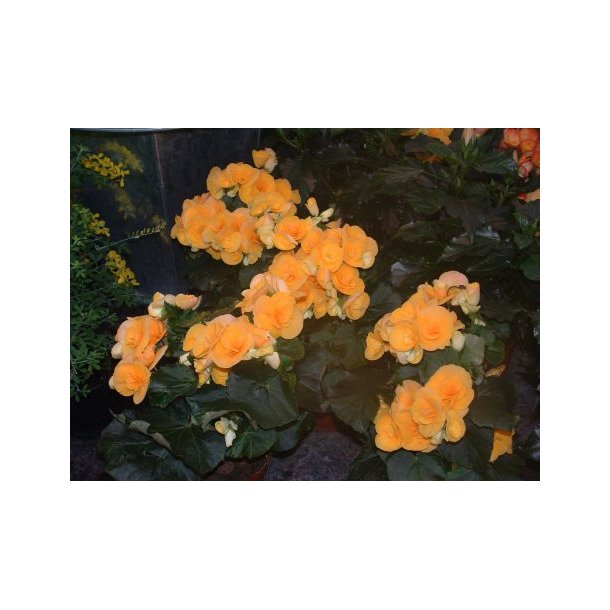 Begonia (Orangegul)