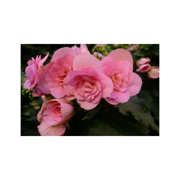Begonia (Rosa)