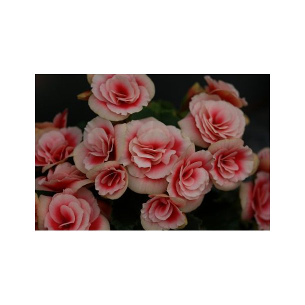 Begonia (Sart rosa med rosa midte)