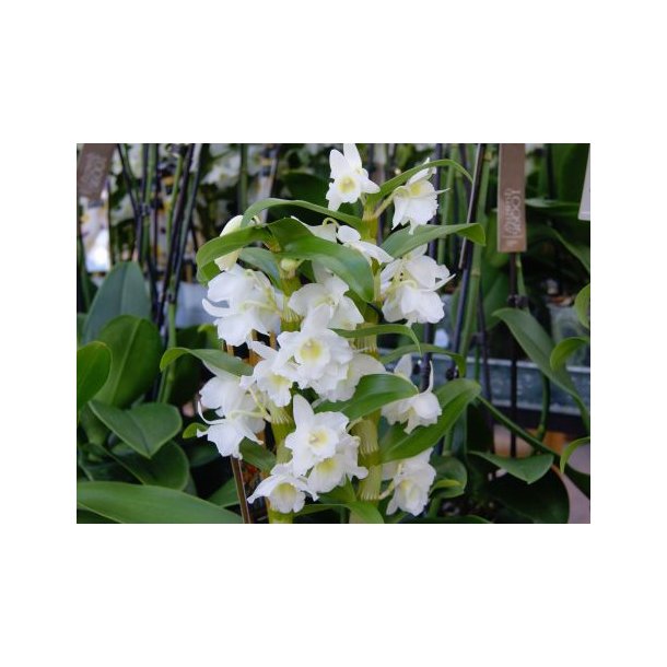 Dendrobium (Hvid)