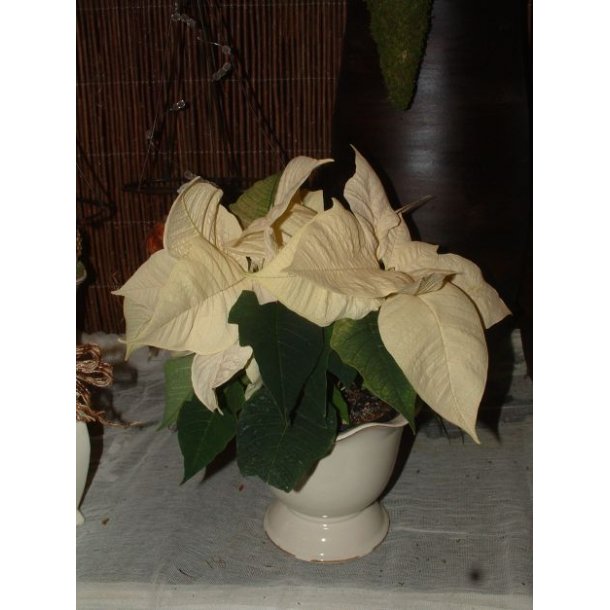 Euphorbia pulcherrima (Hvid)