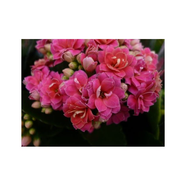 Kalanchoe blossfeldiana 'Calandiva' (Pink)