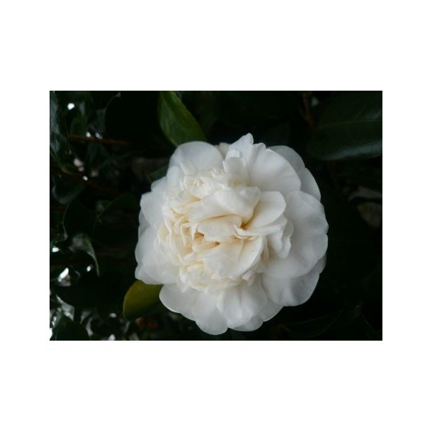Camellia jap 'Bianco'
