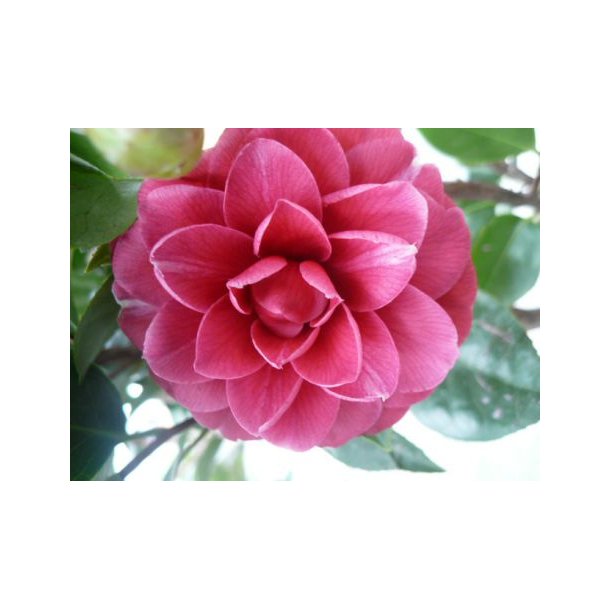 Camellia jap 'Black Lace'