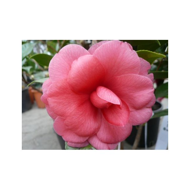 Camellia jap 'Magnolia'