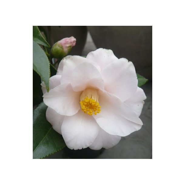 Camellia jap 'Tricolor'
