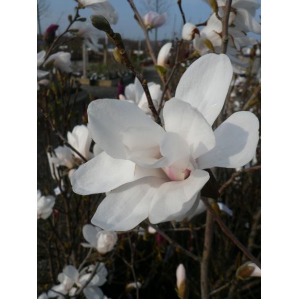 Magnolia loe 'Merrill'