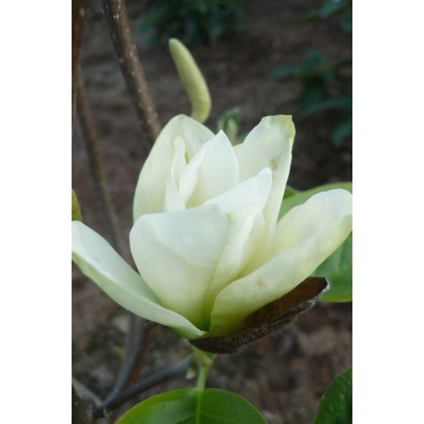 Magnolia den 'Yellow River'