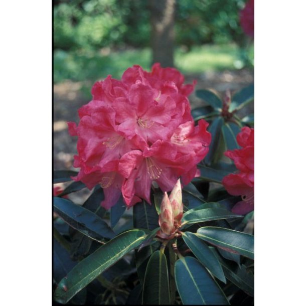 Rhododendron 'Georg Arends'