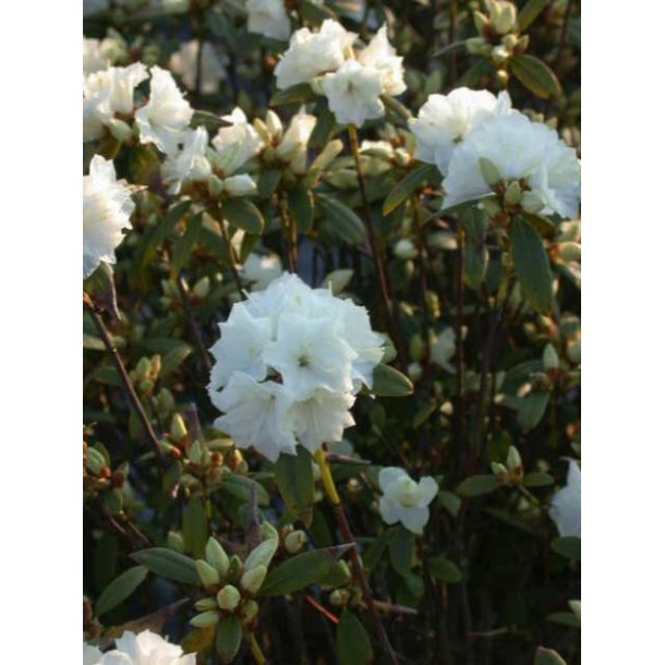 Rhododendron 'April Snow'