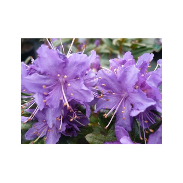 Rhododendron 'Azurwolke'
