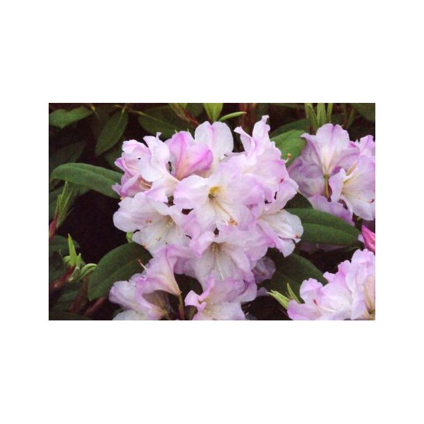 Rhododendron 'Basse'