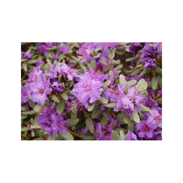 Rhododendron 'Blue Silver'