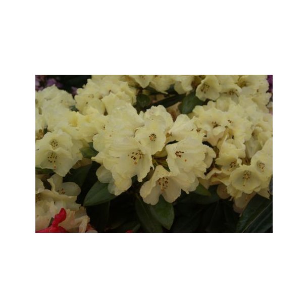Rhododendron 'Bohlkens Juditha'