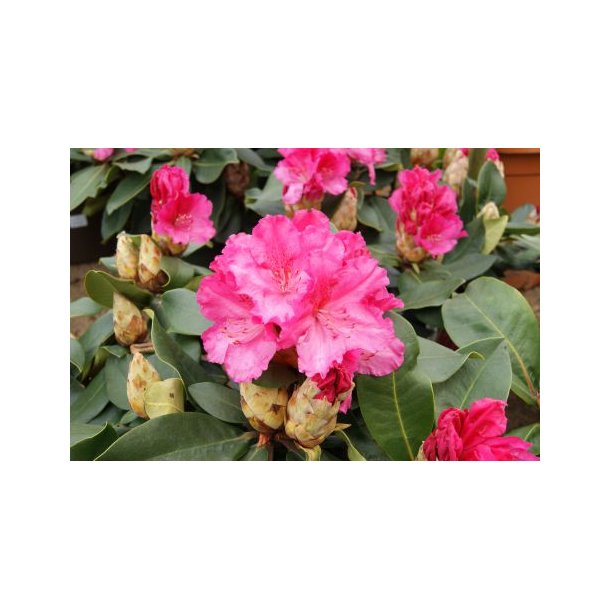 Rhododendron 'Caruso'