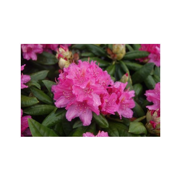 Rhododendron 'Catharine Van Tol'