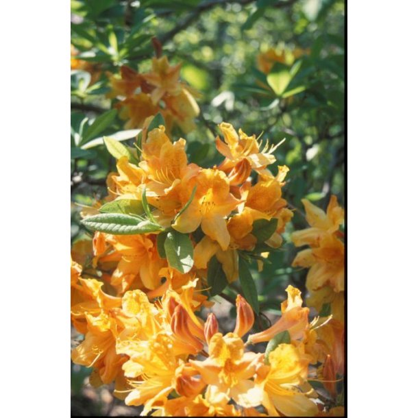 Rhododendron 'Christopher Wern'