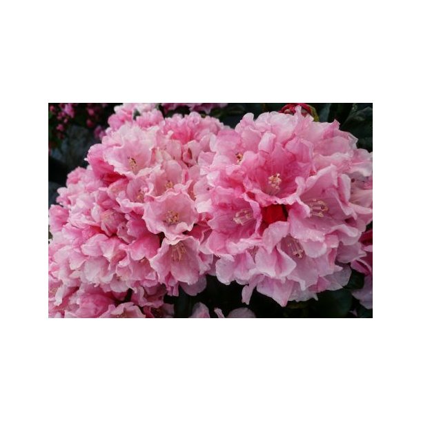 Rhododendron 'Colibri'