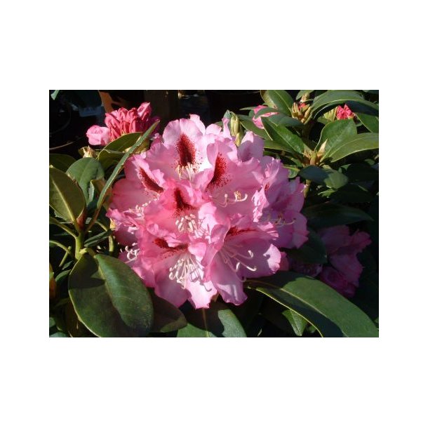 Rhododendron 'Dancing Eyes'