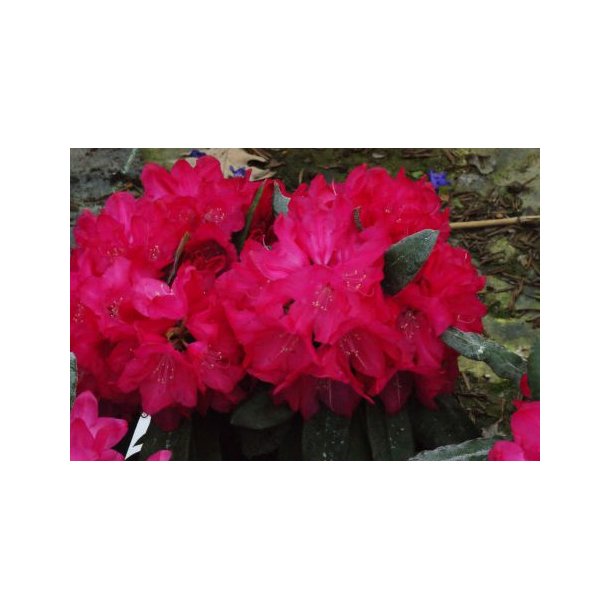 Rhododendron 'Diamant', rd