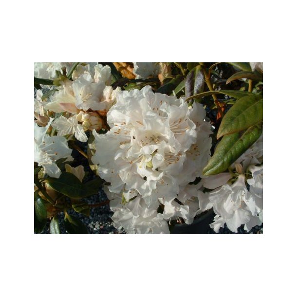 Rhododendron carolinianum 'Dora Amateis'