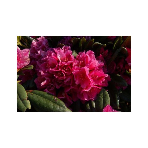 Rhododendron catawbiense 'Dr H C Dresselhuys'