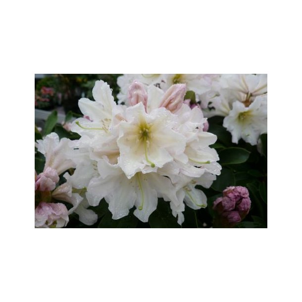 Rhododendron 'Dufthecke'