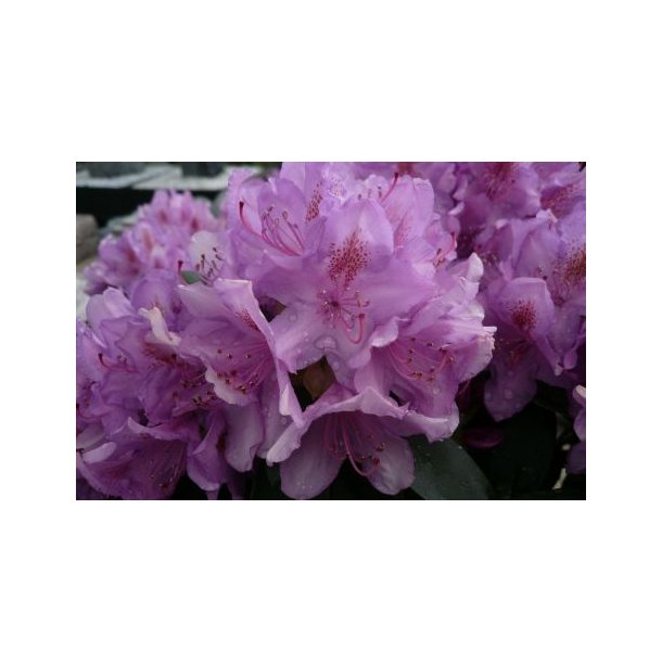 Rhododendron 'Purpureum Grandiflora'