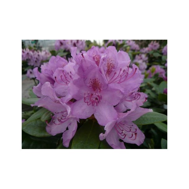 Rhododendron 'Grandiflorum'