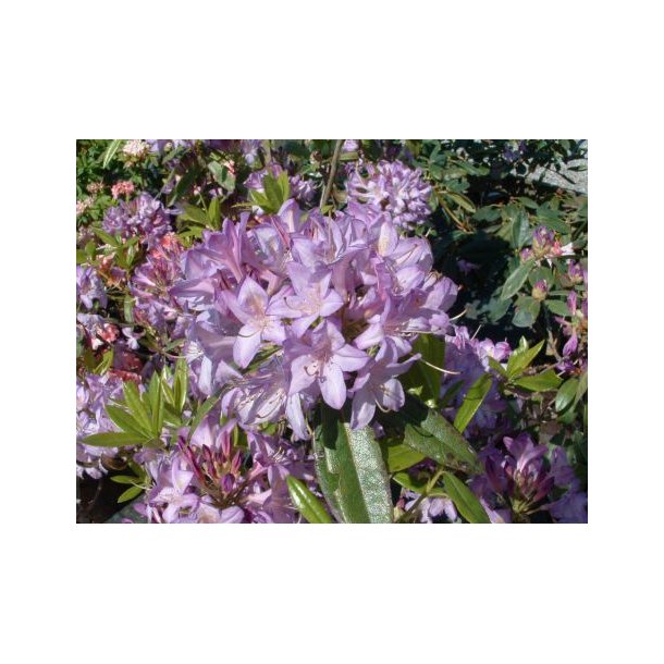 Rhododendron 'Groveniaum'