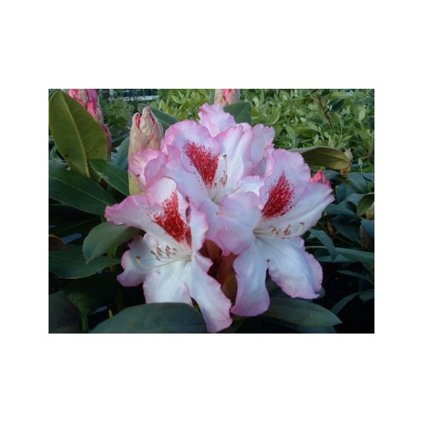 Rhododendron 'Hachmann Charmant'